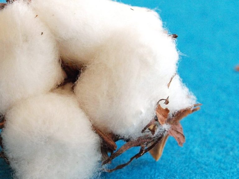 The world of Natural fibers: Important facts about cotton